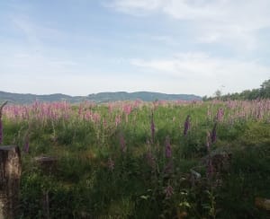 Boucle panoramique à Solutré-Pouilly et Grand Site de France - Solutré-Pouilly - 3