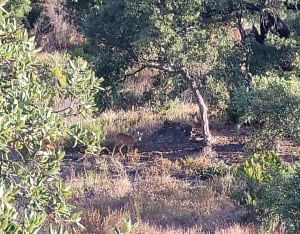 Le sentier du Deffend - Sainte-Maxime - 35