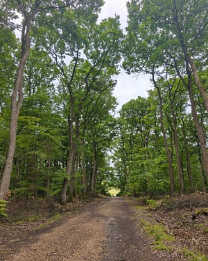 Balade à travers la forêt d'Eperlecques - Éperlecques - 12