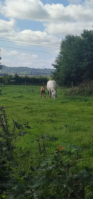 Randonnée au départ de Ryveld par Oudezeele - Steenvoorde - 5