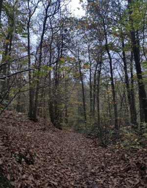 La forêt de Marly-le-Roi - Dhiraj - 3