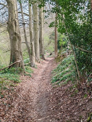 Randonnée dans les bois de la Cerlangue - La Cerlangue - 7
