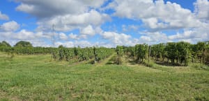 Boucle de Carignan - Carignan-de-Bordeaux - 15
