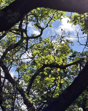On Fons dans les bois pour une mise au vert - FREDERIC - 4