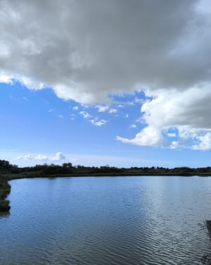 Les marais de Les Moutiers-en-Retz - Les Moutiers-en-Retz - 18