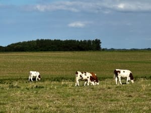 Rando dans la plaine de Fontenay et Rolleville - Fontenay - 19