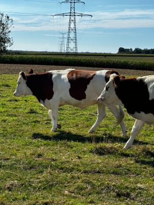 Rando dans la plaine de Fontenay et Rolleville - Fontenay - 22