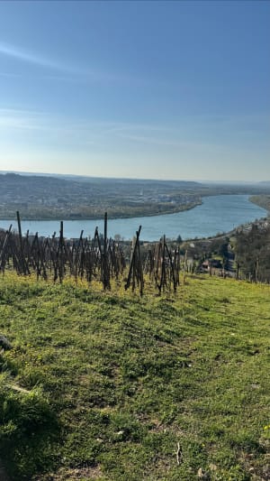Entre vignes et Rhône - boucle depuis la gare de St Clair - Saint-Clair-du-Rhône - 5