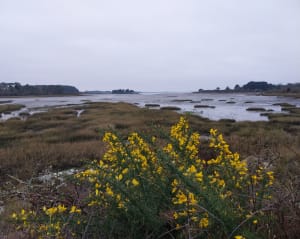 Promenade à travers les marais de Séné jusqu'à la mer - Séné - 14