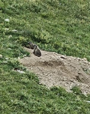 Visite des marmottes - Châtillon-en-Diois - 4