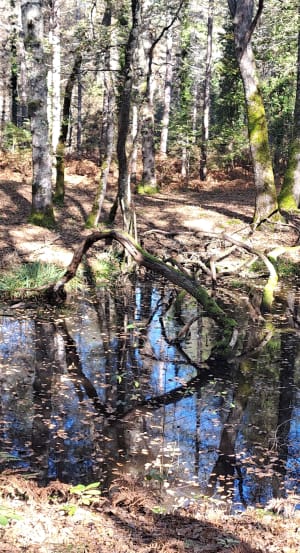 Boucles des Eaux - Lanquais - Lanquais - 11