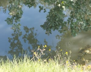Berges du canal de Lunel à VTC et sa balade tranquille - Lunel - 3