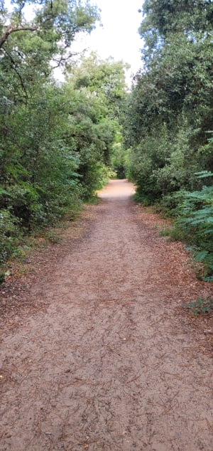 Circuit dune, forêt, marais  N°26 à Saint Hilaire de Riez - Saint-Hilaire-de-Riez - 6