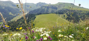 Capucin-plateau in Mont-Dore - Mont-Dore - 20