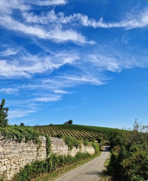 Sentier viticole de Millery et beaux panoramas en chemin - Marie  - 2