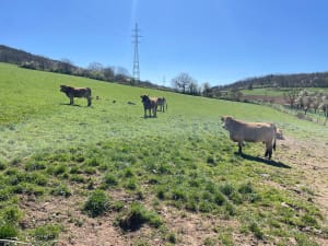 Tour du Wangenberg -Wasselonne - Wasselonne - 8