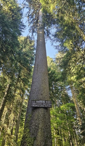 Bois du Mont à Thônes et histoires d'arbres - Thônes - 5