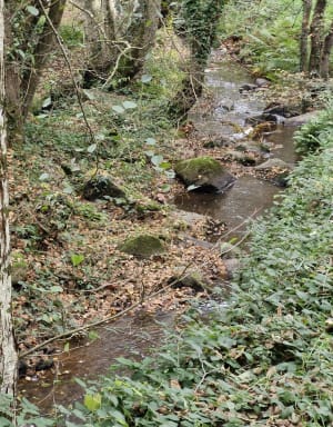 Merlin's wandeling - Paimpont - 26
