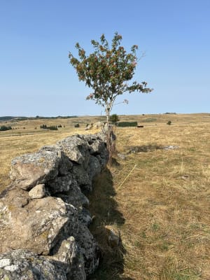 Panorama sur l'Aubrac - Marchastel - 4