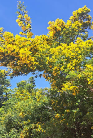 Tanneron en zijn wandeling door het hart van de mimosa's - Mandelieu-La Napoule - 10