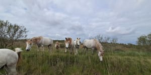 Tour de Vaccarès à vélo, la Camargue depuis les Saintes-Maries-de-la-Mer - Saintes-Maries-de-la-Mer - 3