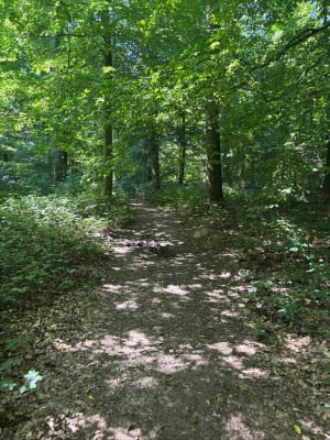 Sortie en famille en forêt de Phalempin - La Neuville - 9