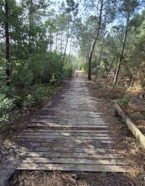 Balade entre forêt et océan au Petit Piquey - Nathalie - 6