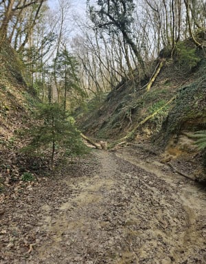 Balade à Chaponnay et Bois de Sarvanay - Chaponnay - 12