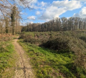Sortie dans la forêt de Châtellerault - Châtellerault - 7