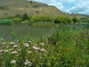 Parc des îles - Hénin-Beaumont - 10