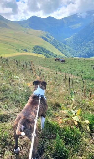 Het Campsaure-plateau en dromen van transhumance - Luchon - 29