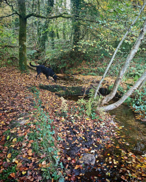 Découverte de la forêt de Toulfoën - Quimperlé - 7