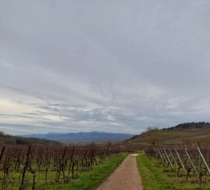 Marche populaire et sentier viticole sur le Mont Scharrachberg - Scharrachbergheim-Irmstett - 6