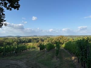 Entre vignes et ancien prieuré, vestiges de l'Adour - Saint-Mont - 3