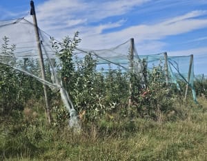 Balade dans les vergers et forêts de Saint Eloy-de-Gy - Charlene - 5
