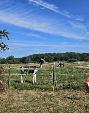 Balade dans les vergers et forêts de Saint Eloy-de-Gy - Saint-Éloy-de-Gy - 2