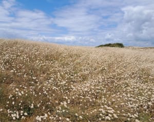 Entre Le Magouer et Le Magouero - Plouhinec - 2