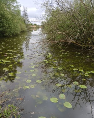 Etang de Romelaëre et niche faunistique - Clairmarais - 29