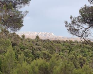 Balade forestière sur Villelaure - Elodie - 2