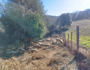 Autour de Maureillas, voie Domitia/Augusta et fort - Julien - 8