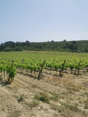 Clape, petite boucle Château Rouquette - Narbonne - 22