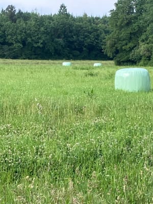 Balade en campagne Machecoulaise - Machecoul-Saint-Même - 7