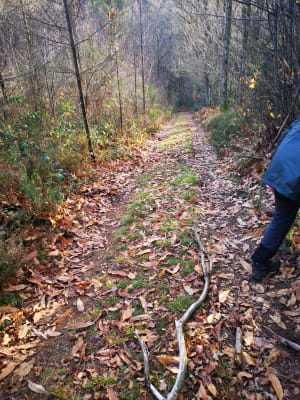 Vue plongeante sur la vallée de la Maulde et épaisse forêt - Bujaleuf - 5