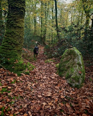 Balade dans la forêt domaniale de Clohars Carnoët - Quimperlé - 14