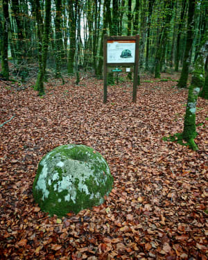 Balade dans la forêt domaniale de Clohars Carnoët - Quimperlé - 15