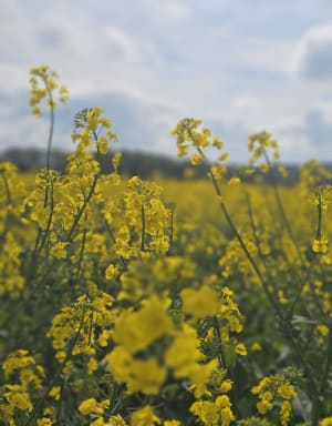 Coquelicots et fraîcheur des bois autour de Villers-en-Arthies - Amelie - 3