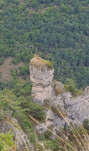 Baus del Biel et sentiers balcon sur le Tarn - Saint-Pierre-des-Tripiers - 48
