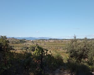 Tour de vignes autour de Saint-Pargoire - Saint-Pargoire - 6