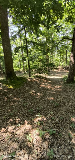 Balade des Vielles Ventes au bois de Baux - Sorel-Moussel - 6