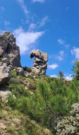 Bergerie de Luvviu et Monte Calva - Zonza - 15